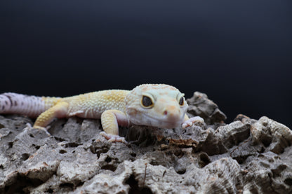 Male Mandrian Bold Super Hypo White Spot