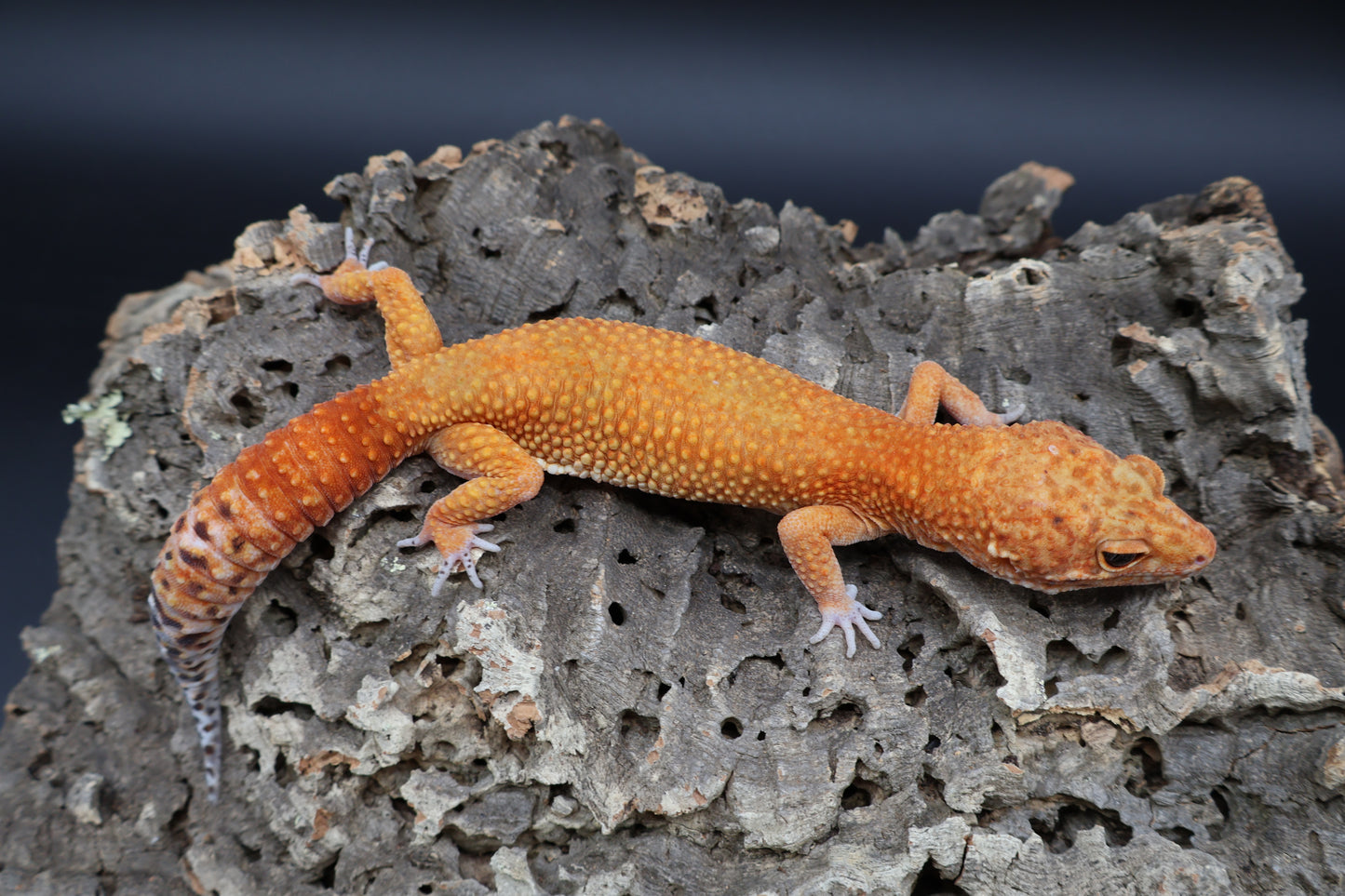 Male Mandarin Inferno Super Hypo Emerine (proven breeder)