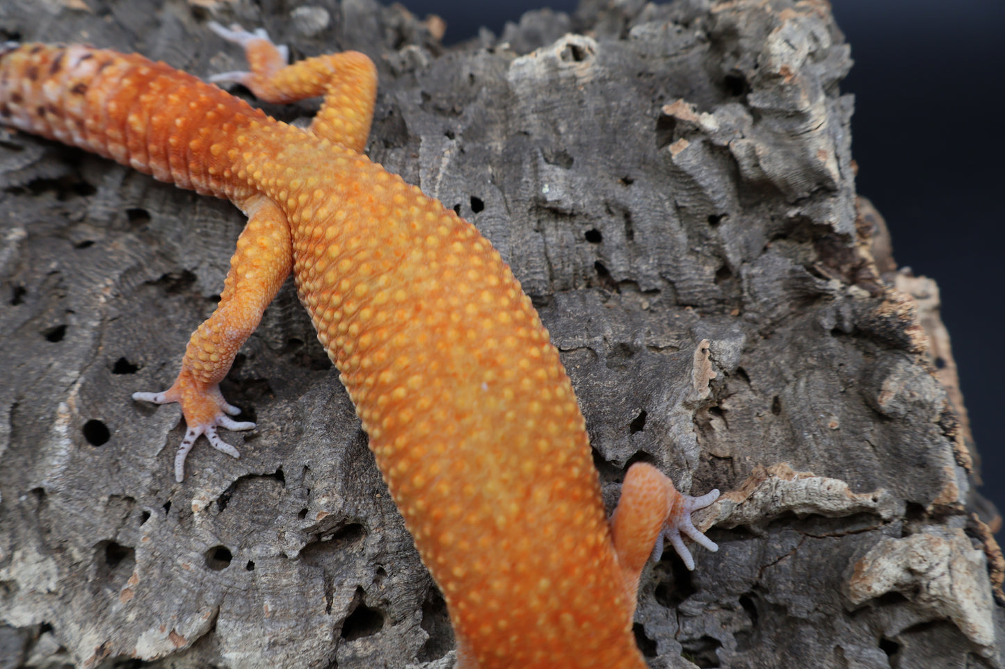 Male Mandarin Inferno Super Hypo Emerine (proven breeder)