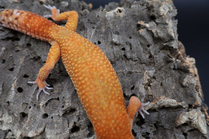 Male Mandarin Inferno Super Hypo Emerine (proven breeder)
