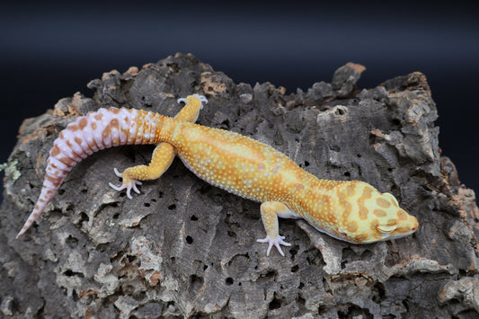 Male Mandarin Bold Tremper Albino Emerine W&Y