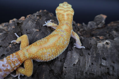 Male Mandarin Bold Tremper Albino Emerine W&Y