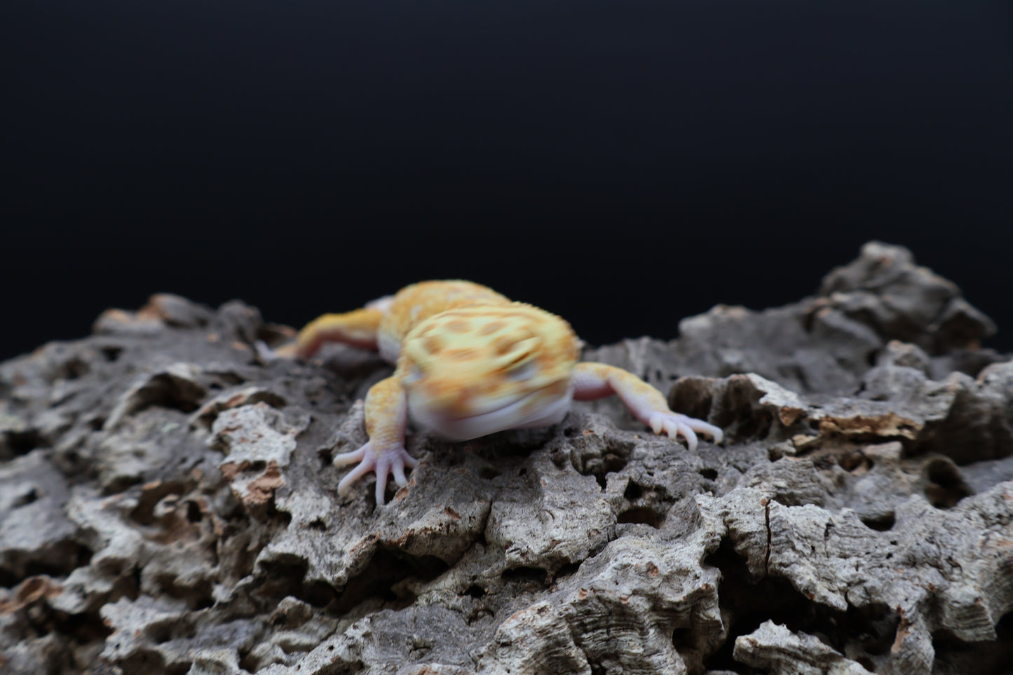 Male Mandarin Bold Tremper Albino Emerine W&Y