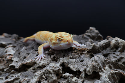 Male Mandarin Bold Tremper Albino Emerine W&Y