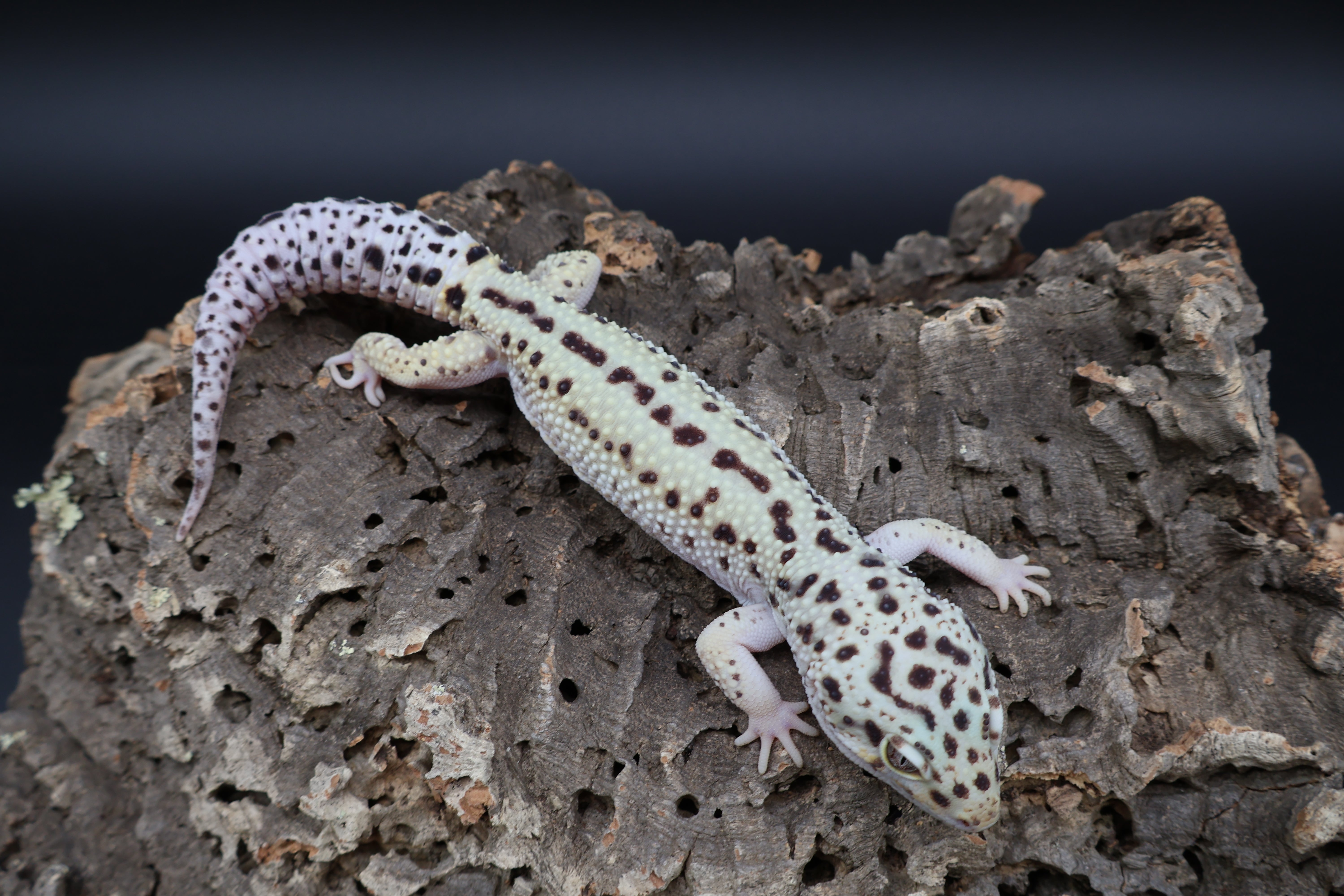 Leopard Geckos $150.00 – Frank Cuzzolina