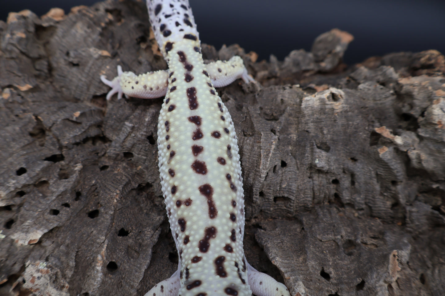 Male Hyper Xanthic Bold Eclipse