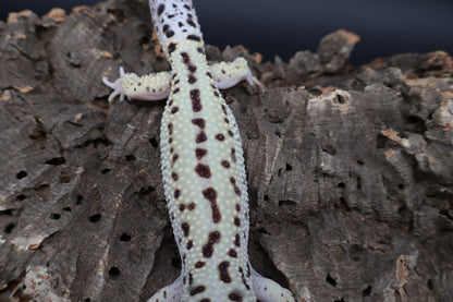 Male Hyper Xanthic Bold Eclipse