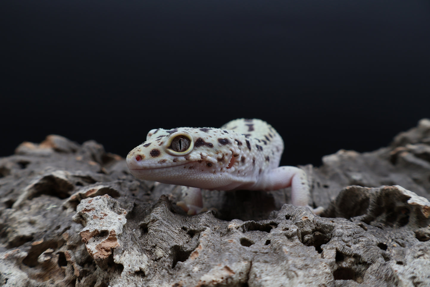Male Hyper Xanthic Bold Eclipse