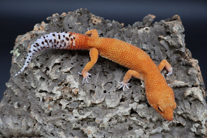 Male Mandarin Inferno Super Hypo (proven breeder) (10")