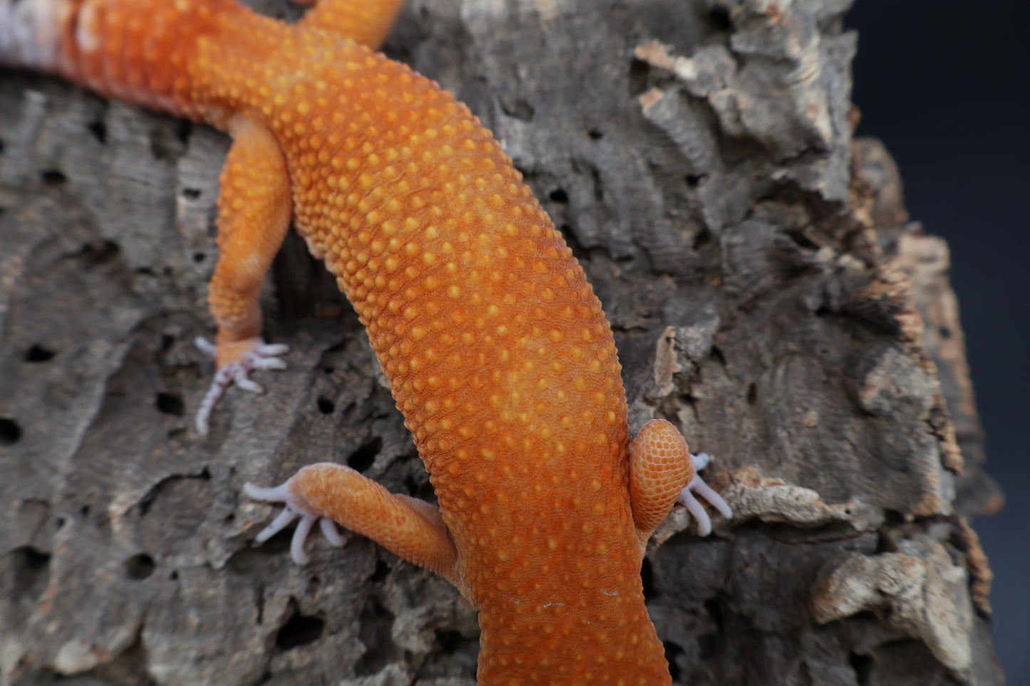 Male Mandarin Inferno Super Hypo (proven breeder) (10")