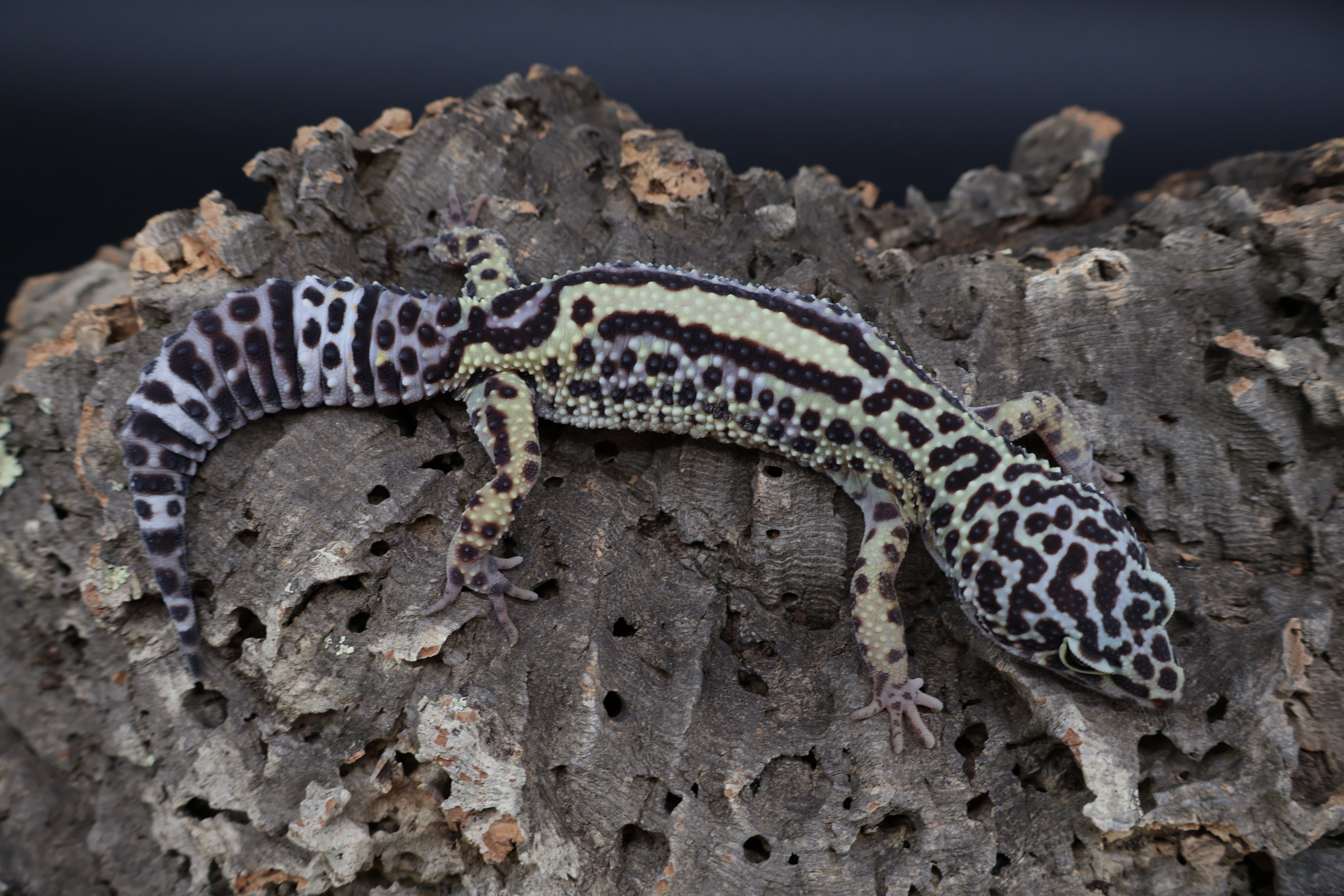 Black Night Leopard Geckos for Sale – Frank Cuzzolina