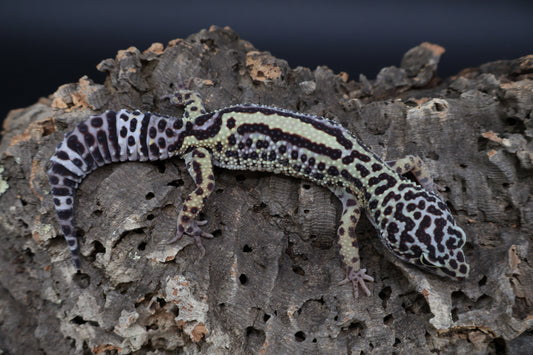 Female 50% Black Night 25% Afghanicus 25% Turcmenicus