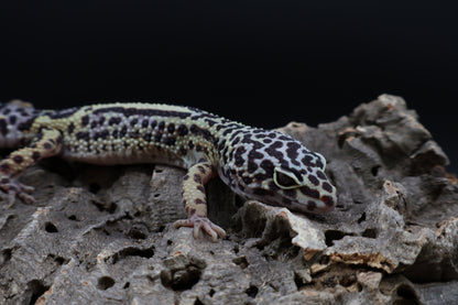 Female 50% Black Night 25% Afghanicus 25% Turcmenicus
