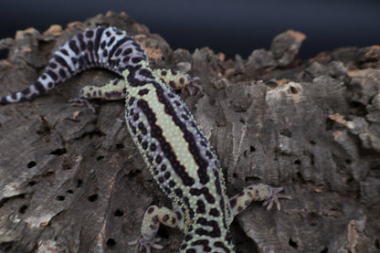 Female 50% Black Night 25% Afghanicus 25% Turcmenicus