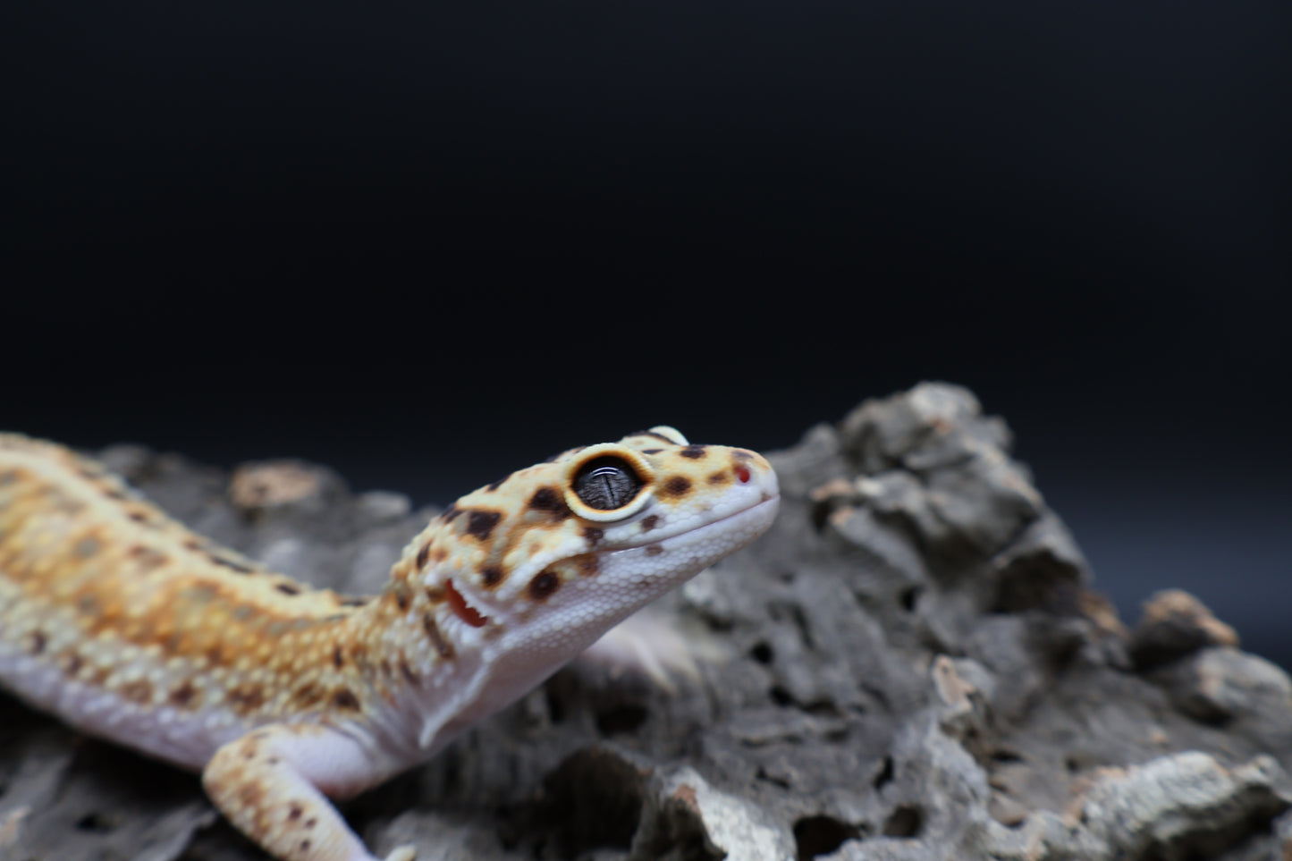 Male Mandrian Inferno Bold W&Y
