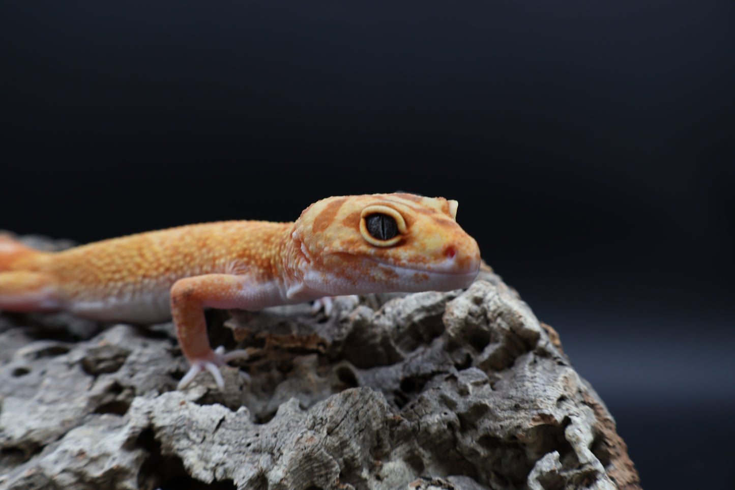 Male Mandrian Inferno Bold pos. W&Y