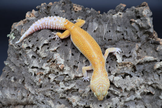 Female Red Diamond