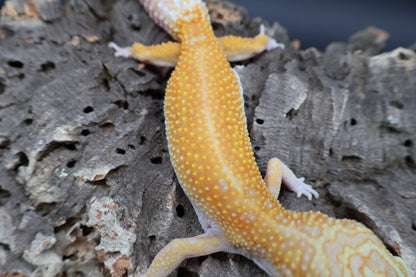 Female Red Diamond