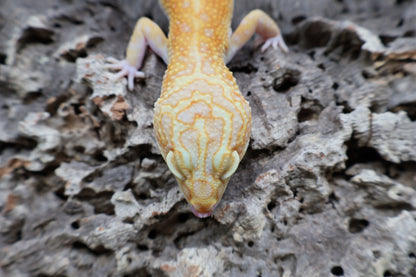 Female Red Diamond