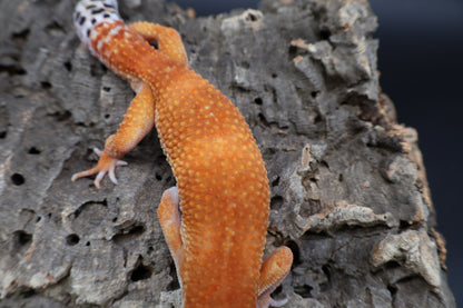 Male Mandarin Inferno Super Hypo (fire line)