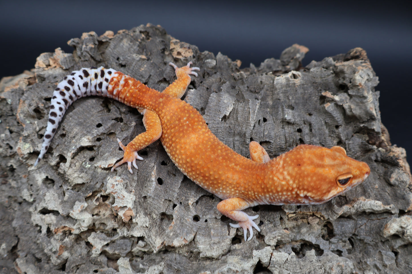 Male Mandarin Inferno Super Hypo (fire line)