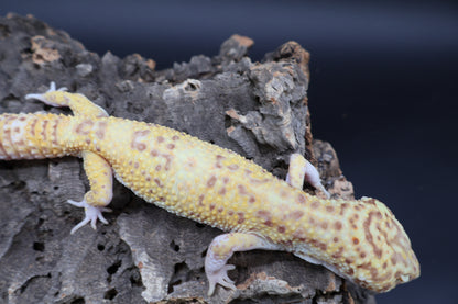 Male Super Giant Blood RADAR (solid red eyes) (11")