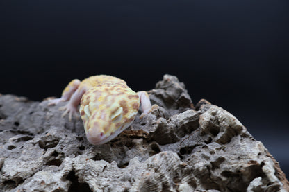 Male Super Giant Blood RADAR (solid red eyes) (11")