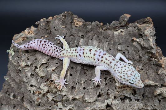 Male Fasciolatus Lavender pos. Mack Snow
