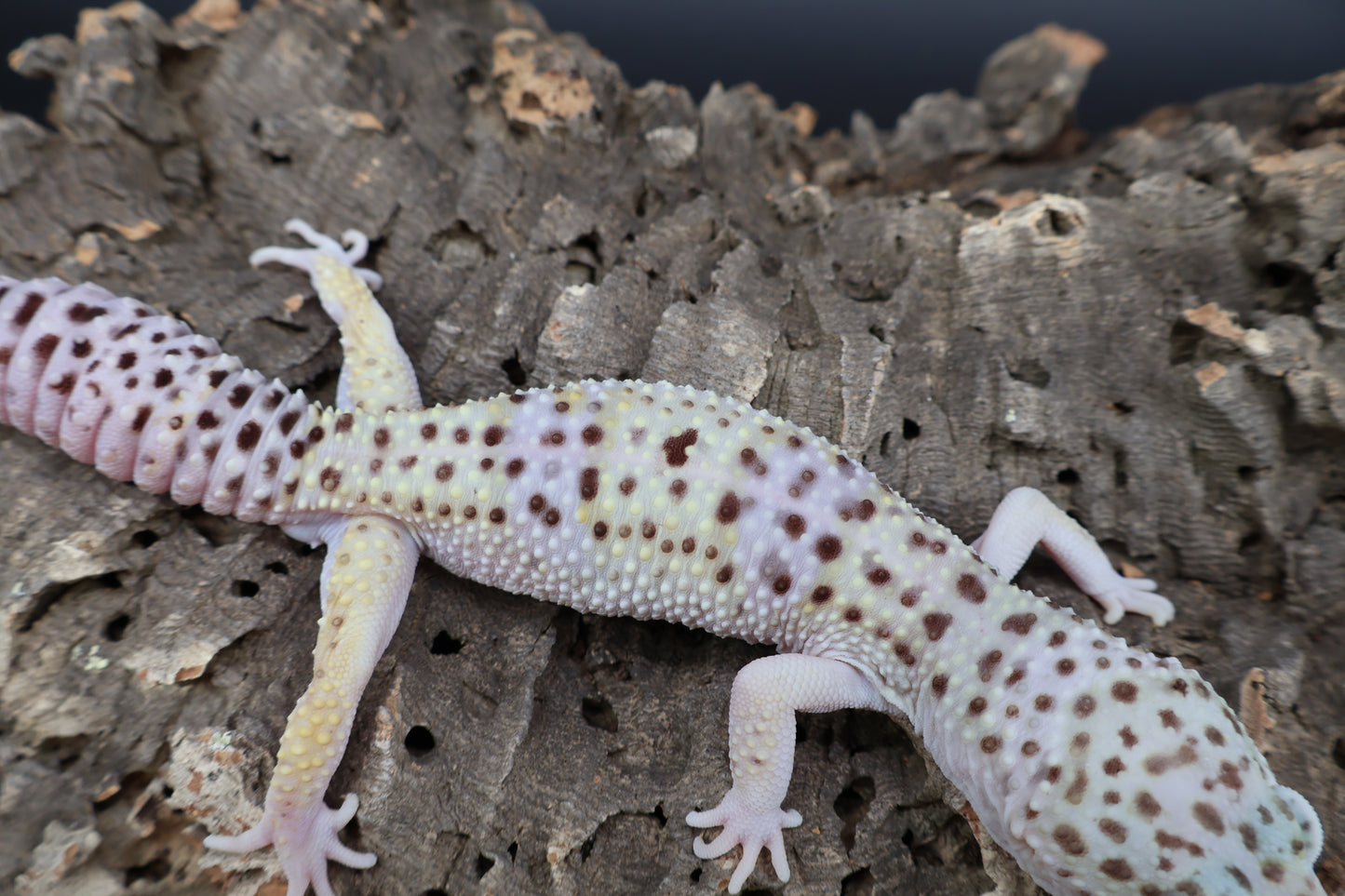 Male Fasciolatus Lavender pos. Mack Snow