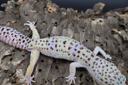 Male Fasciolatus Lavender pos. Mack Snow