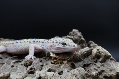 Male Fasciolatus Lavender pos. Mack Snow