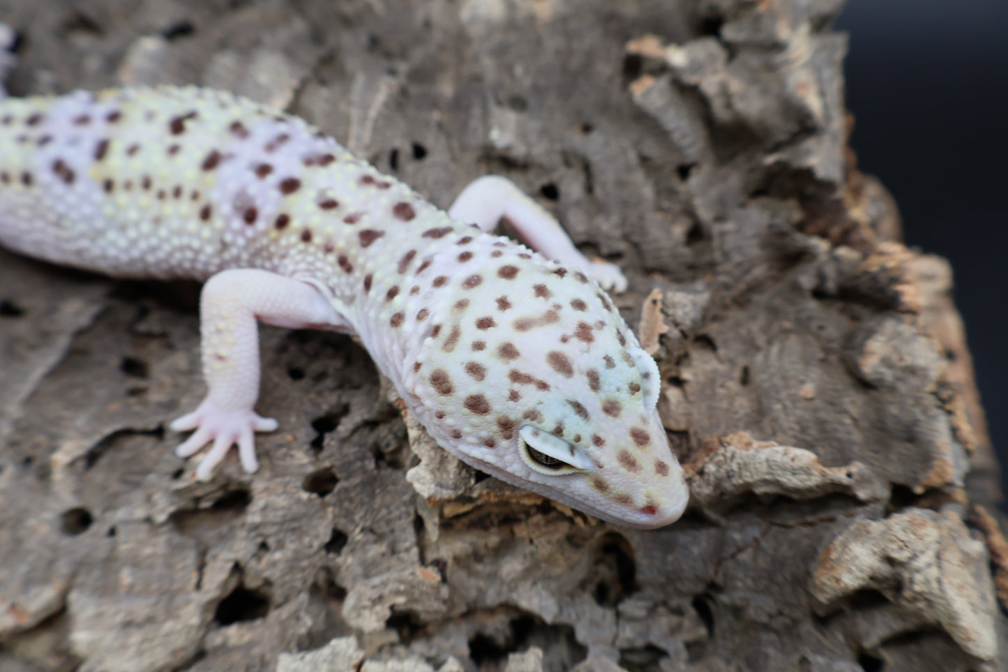 Male Fasciolatus Lavender pos. Mack Snow