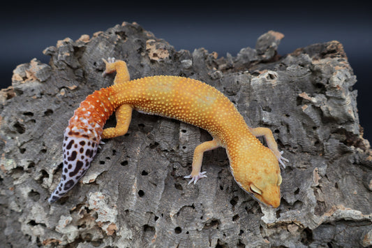 Female Giant Bold Emerine (regen tail)
