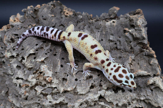 Female Hyper Xantic Bold Turcmenicus (ovulating)