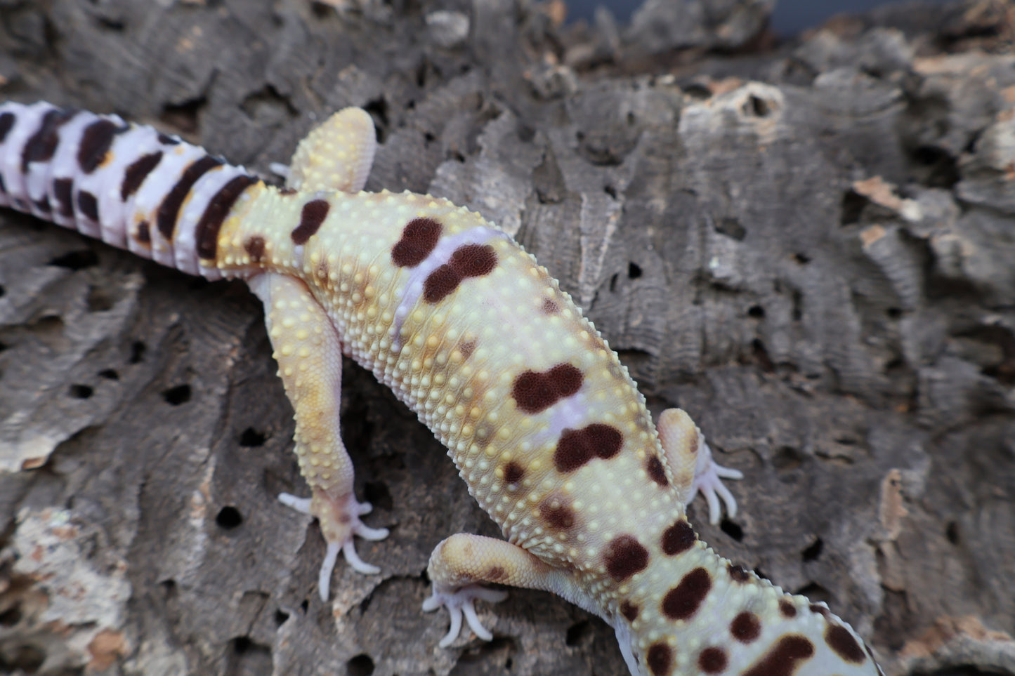 Female Hyper Xantic Bold Turcmenicus (ovulating)