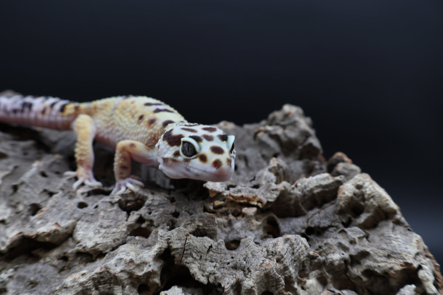 Female Hyper Xantic Bold Turcmenicus (ovulating)