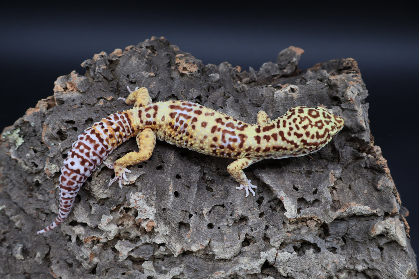 Male Bell Albino 100% het Eclipse