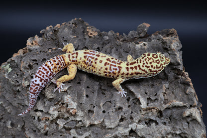 Male Bell Albino 100% het Eclipse