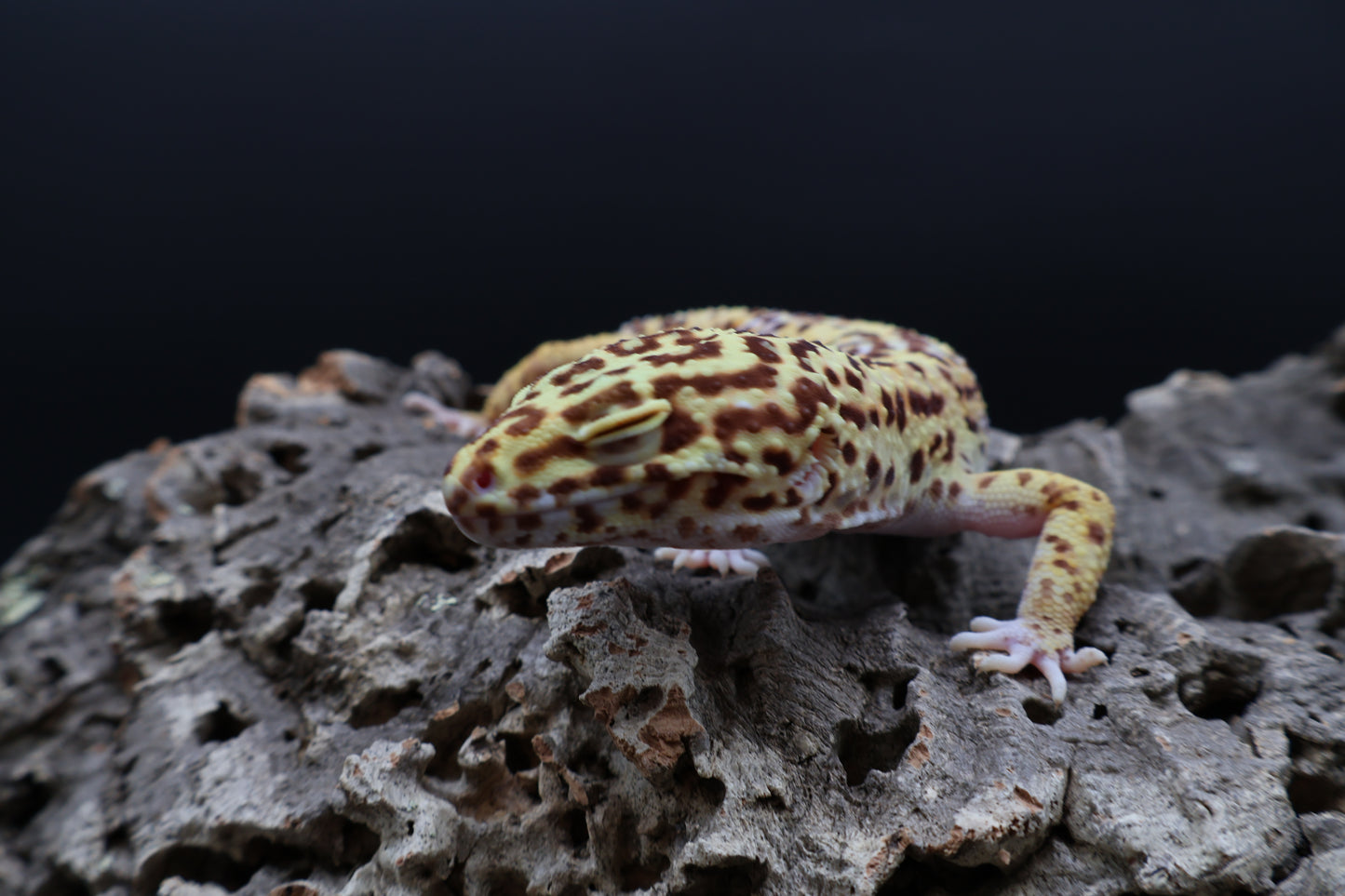 Male Bell Albino 100% het Eclipse