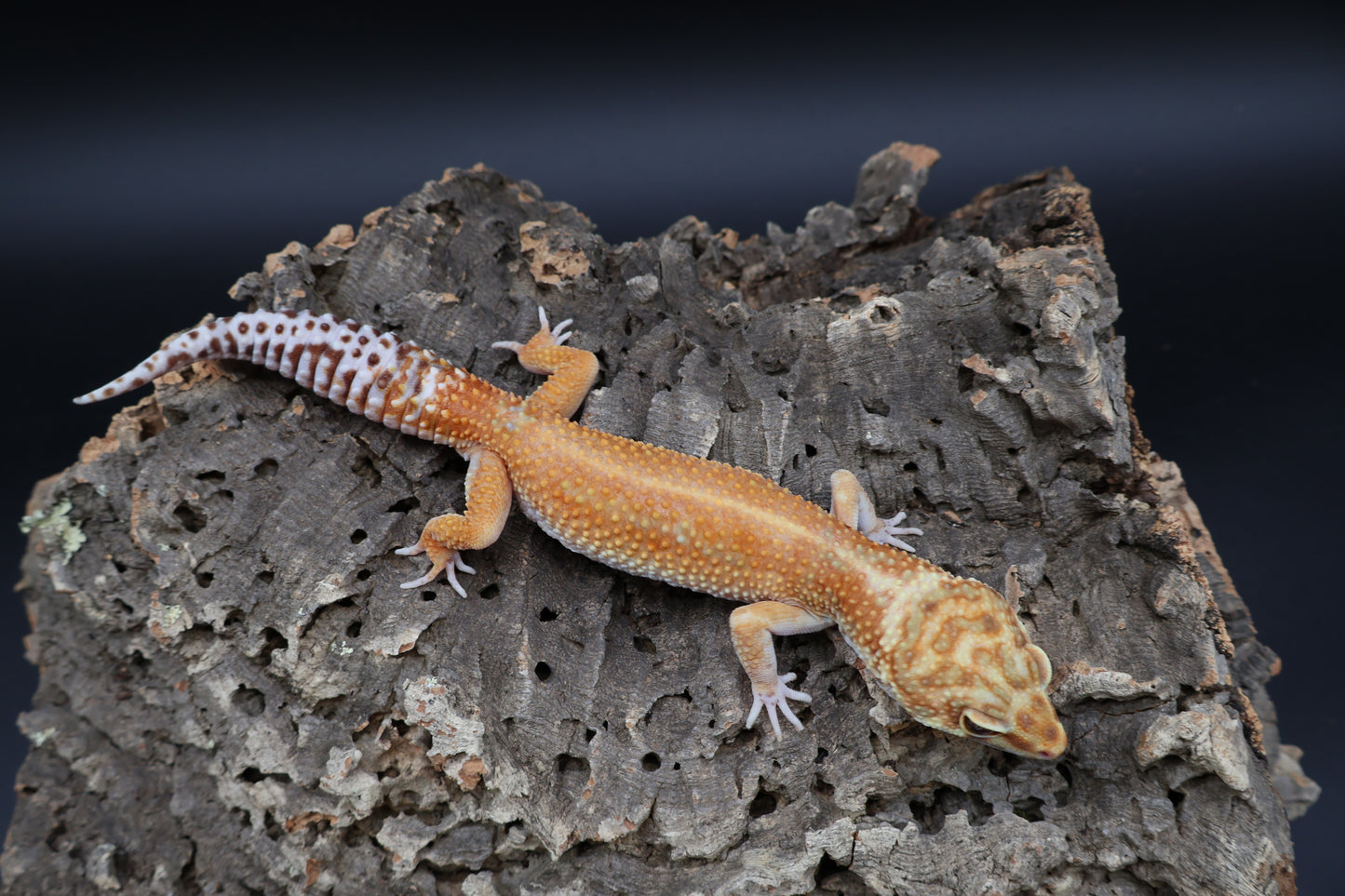 Male Black Blood 100% het Tremper Albino