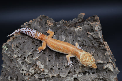 Male Black Blood 100% het Tremper Albino