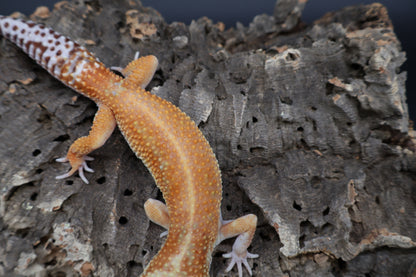 Male Black Blood 100% het Tremper Albino