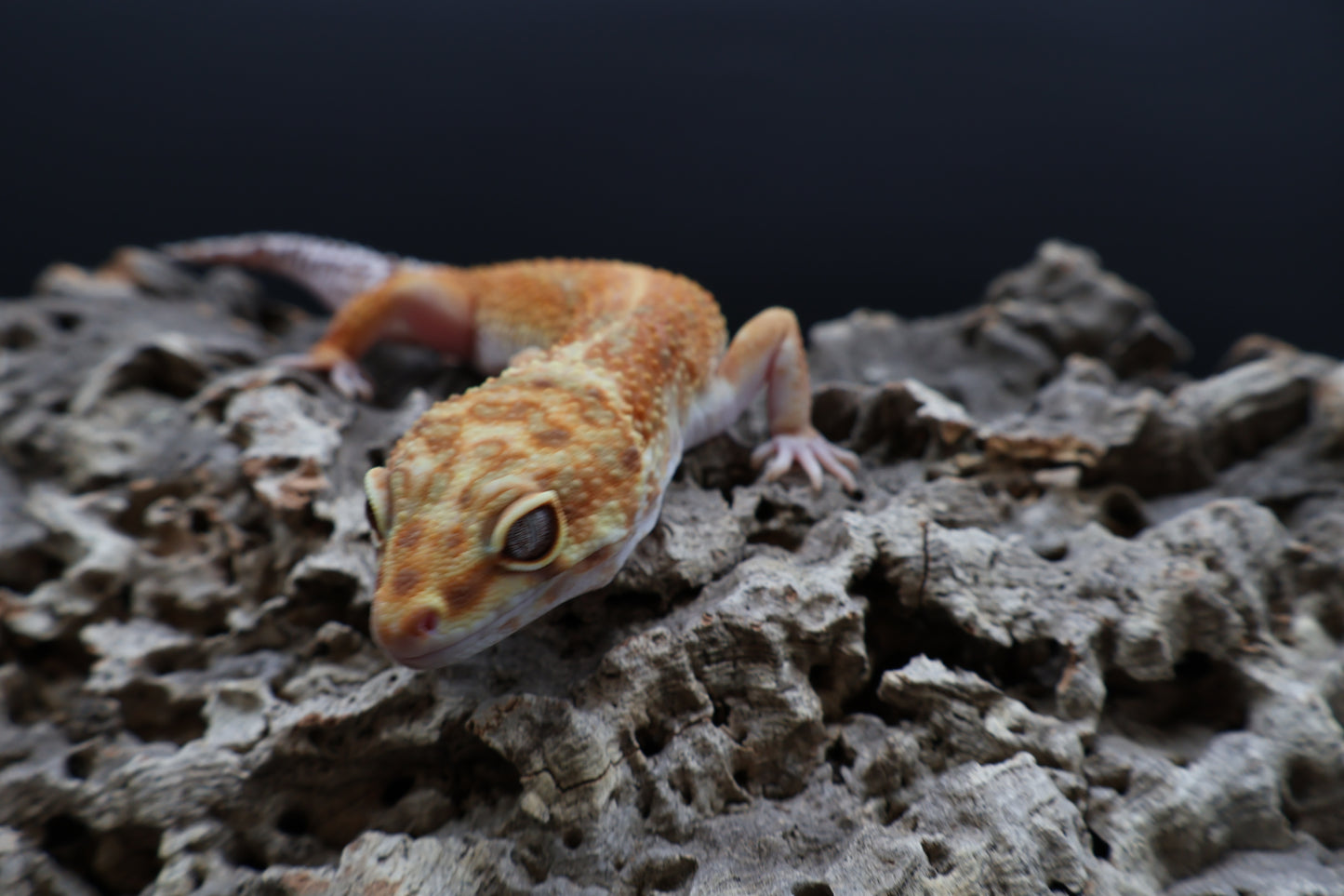 Male Black Blood 100% het Tremper Albino