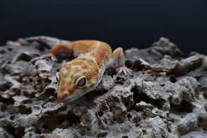 Male Black Blood 100% het Tremper Albino