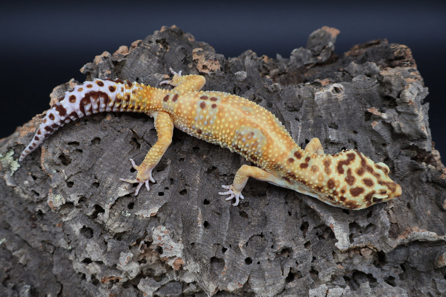 Male Black Blood  Emerine