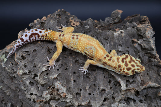 Male Black Blood  Emerine
