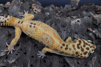 Male Black Blood  Emerine