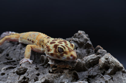 Male Black Blood  Emerine