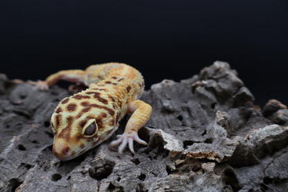 Male Black Blood  Emerine