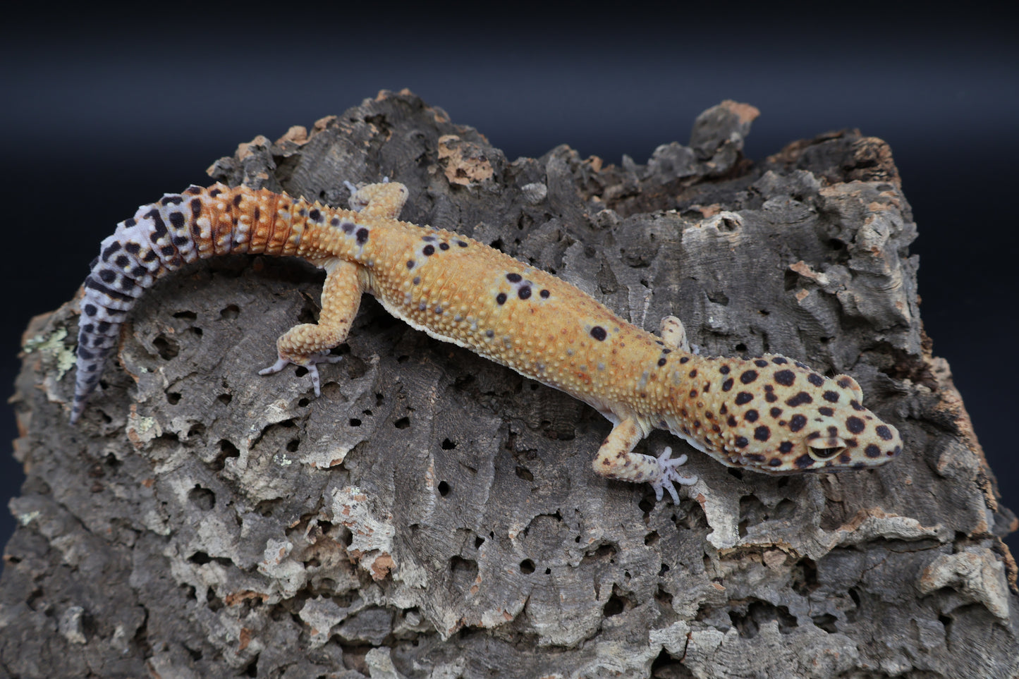 Male Clown